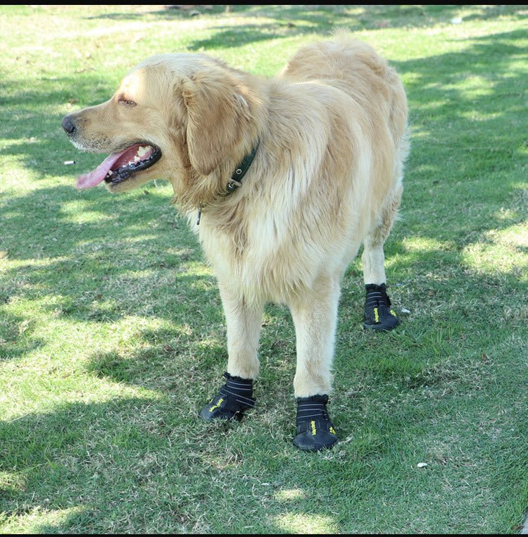 Chaussure pour Chien | Protection 4 Saisons