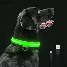 Collier lumineux pour chien | Glow n' Track