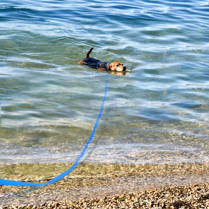 Laisse pour Chien | Free Walk