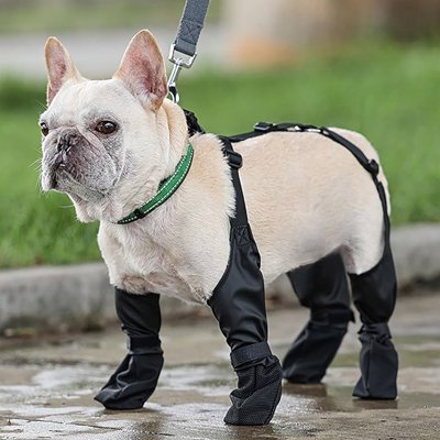 Chien avec ses chaussures chien