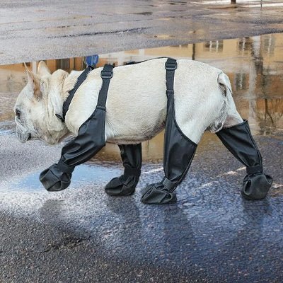Chien en marche dans l'eau avec ses chaussures chien