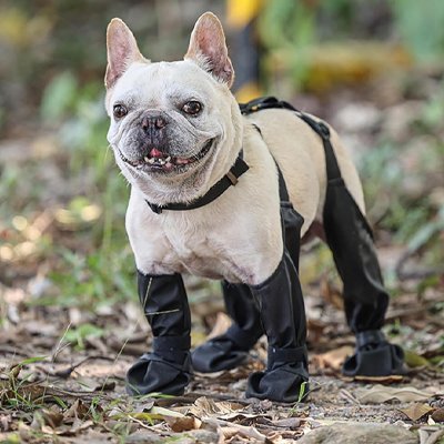 Chien en randonnee avec ses chaussures chien