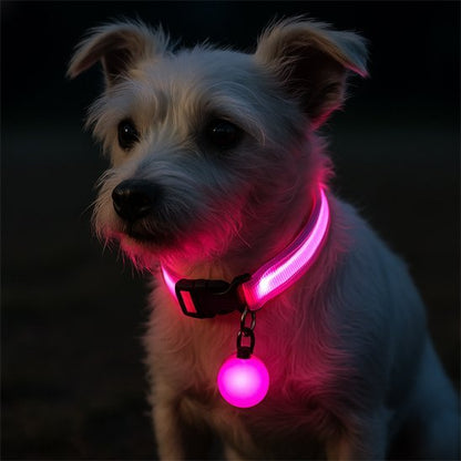 Collier lumineux rose sur chien