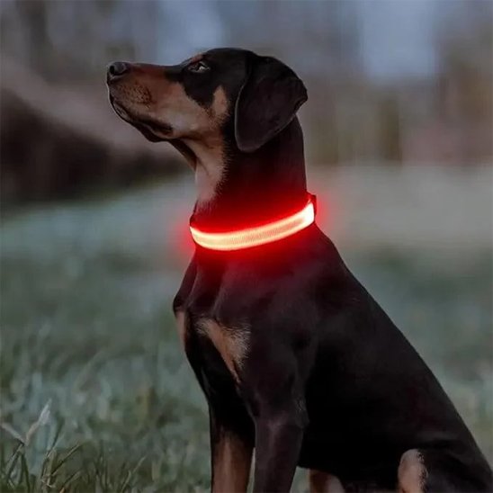 Collier lumineux rouge sur chien