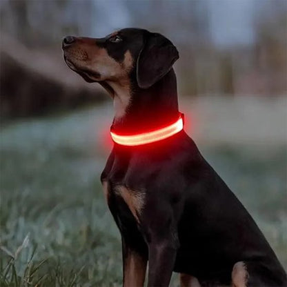 Collier lumineux rouge sur chien