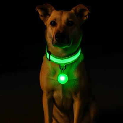 Collier lumineux vert sur chien
