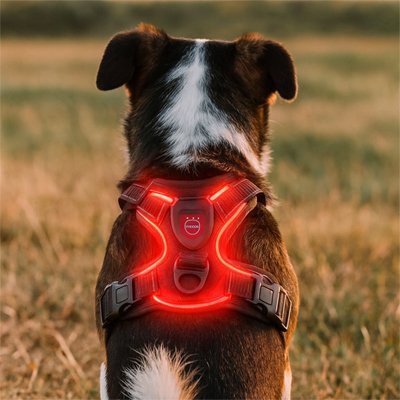 Harnais chien rouge